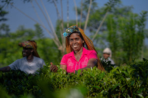 Discover Ceylon Director’s Cut from the Devagiri Tea Estate in Sri Lanka …