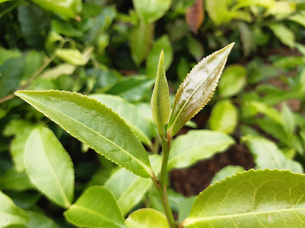 Single Origin Teas - Tea Traders