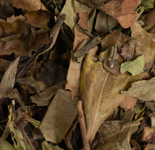 Pai Mu Tan - White Peony - Tea Traders
